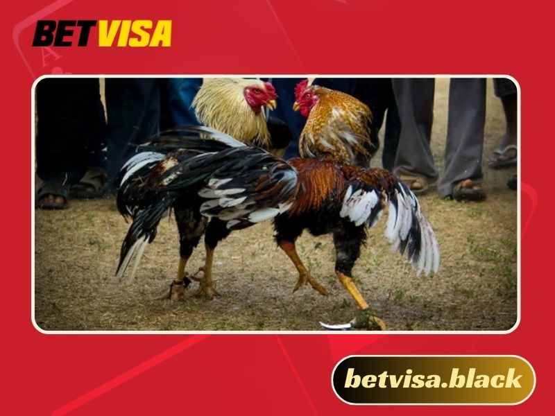 Cá cược trực tiếp đá gà CPC1