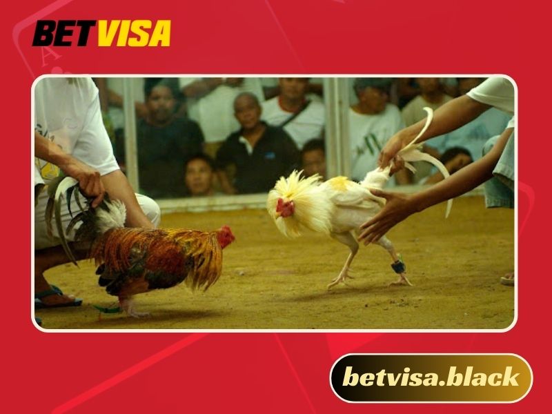 Đá gà trực tiếp