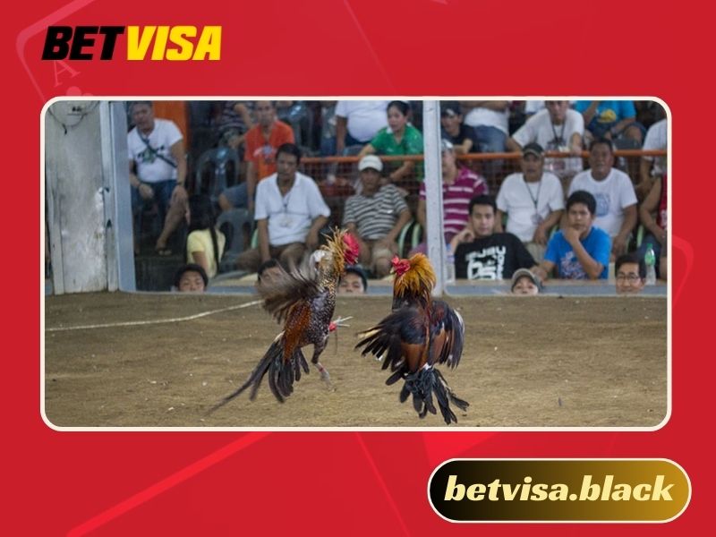 Đá gà trực tiếp