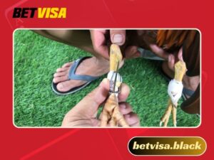 Cách băng cựa gà Thomo