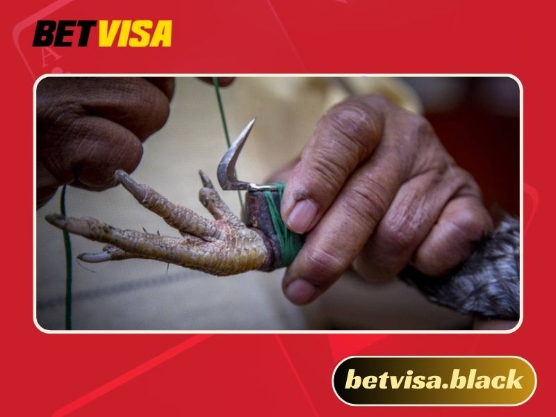 Cách băng cựa gà Thomo