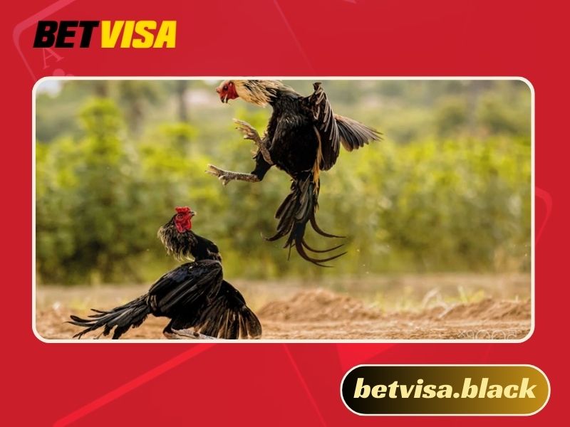 Xem trực tiếp đá gà CPC2